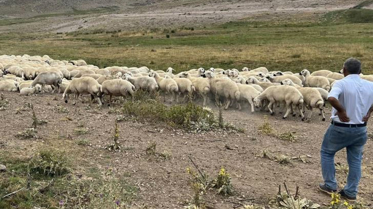 Malatya'da 25 bin TL’ye çoban bulunamıyor