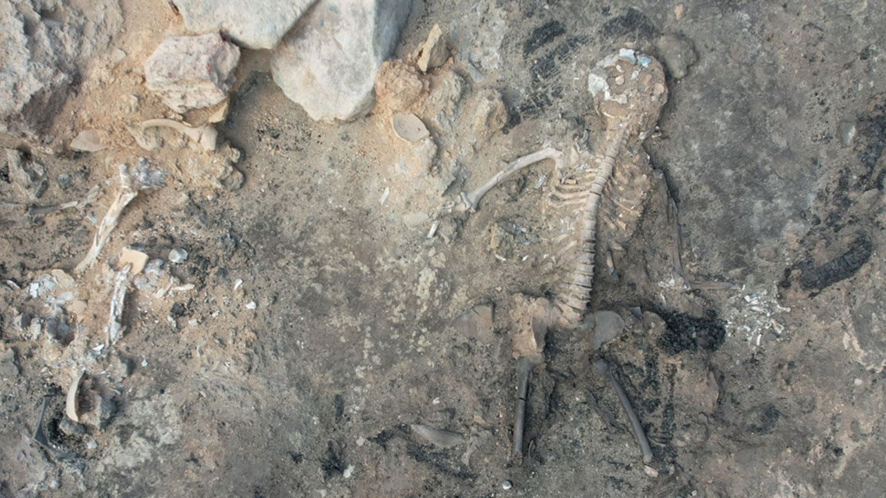 Kütahya Tavşanlı'da 3700 yıllık keşif! İki erkek iskeletinde şaşırtan detaylar çıktı