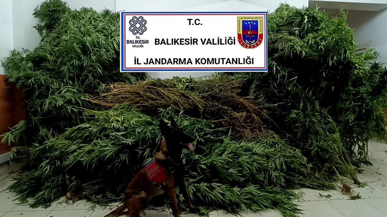 Balıkesir'de jandarma ekiplerinden uyuşturucu operasyonu!