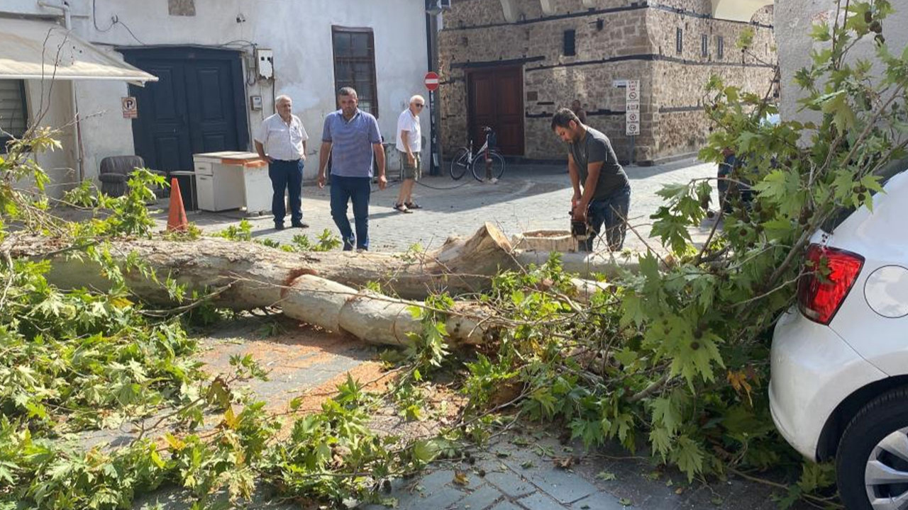 Antalya'da gövdesi çürüyen asırlık ağaç sokağa devrildi!