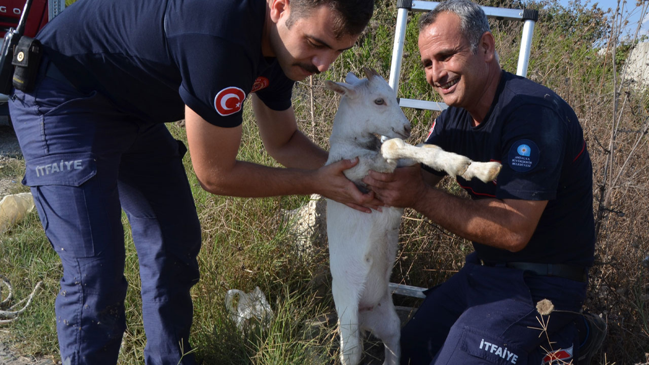 Antalya'da oğlak kuyuya düştü, itfaiye kurtardı