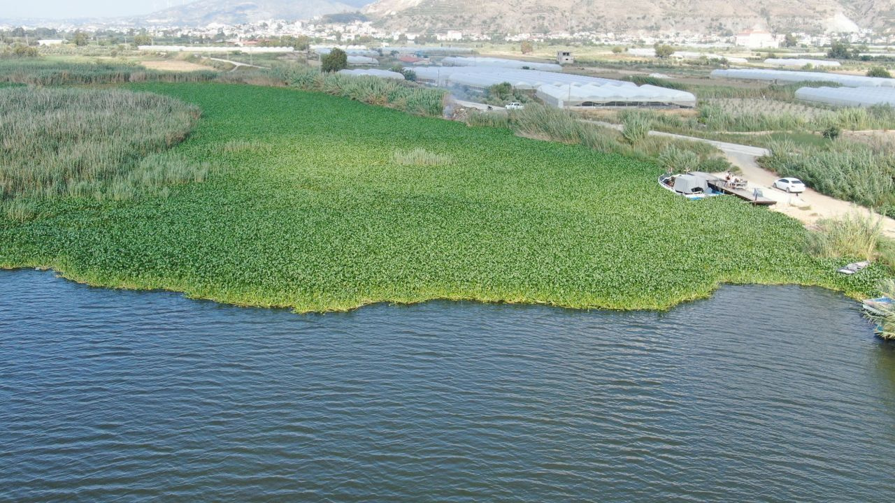 Su sümbülleri Asi Nehri'ni esir aldı! Boyutları 1 metreyi buluyor!