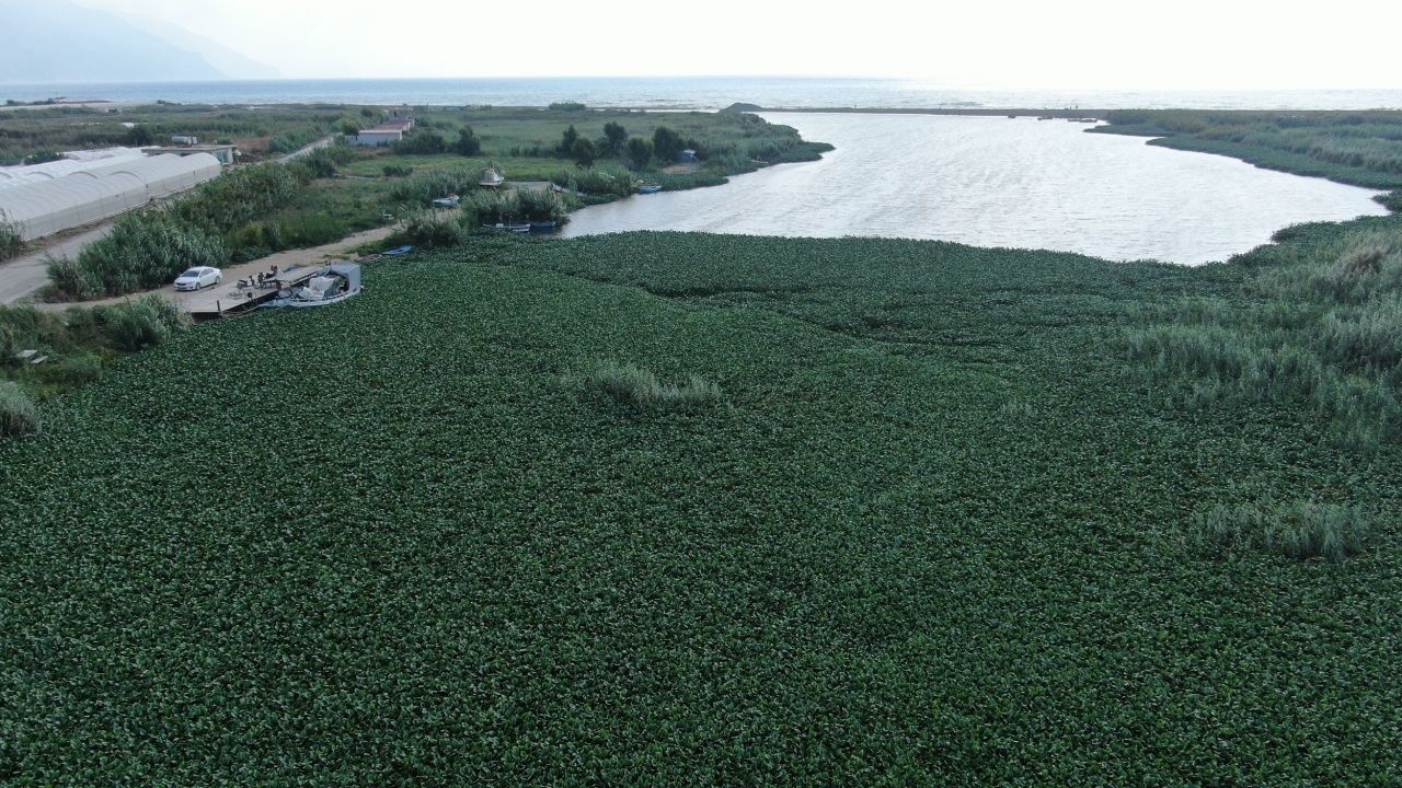 Su sümbülleri Asi Nehri'ni esir aldı! Boyutları 1 metreyi buluyor!