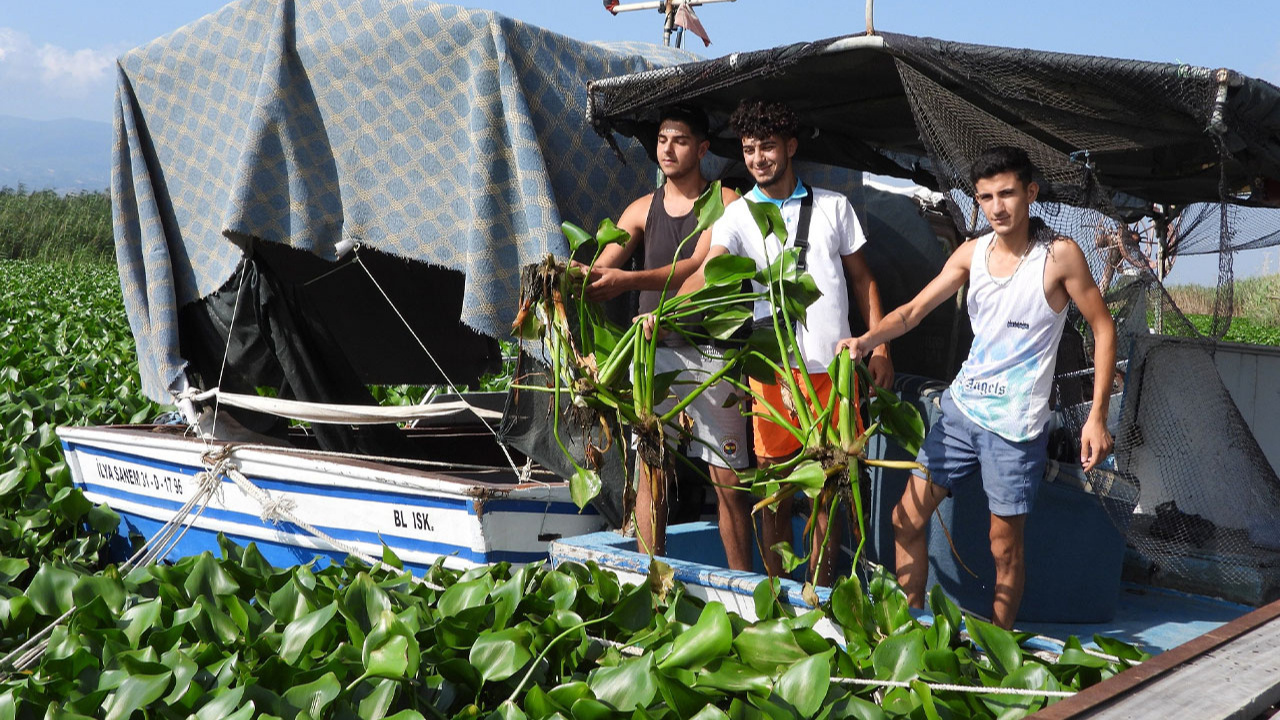 Su sümbülleri Asi Nehri'ni esir aldı! Boyutları 1 metreyi buluyor!