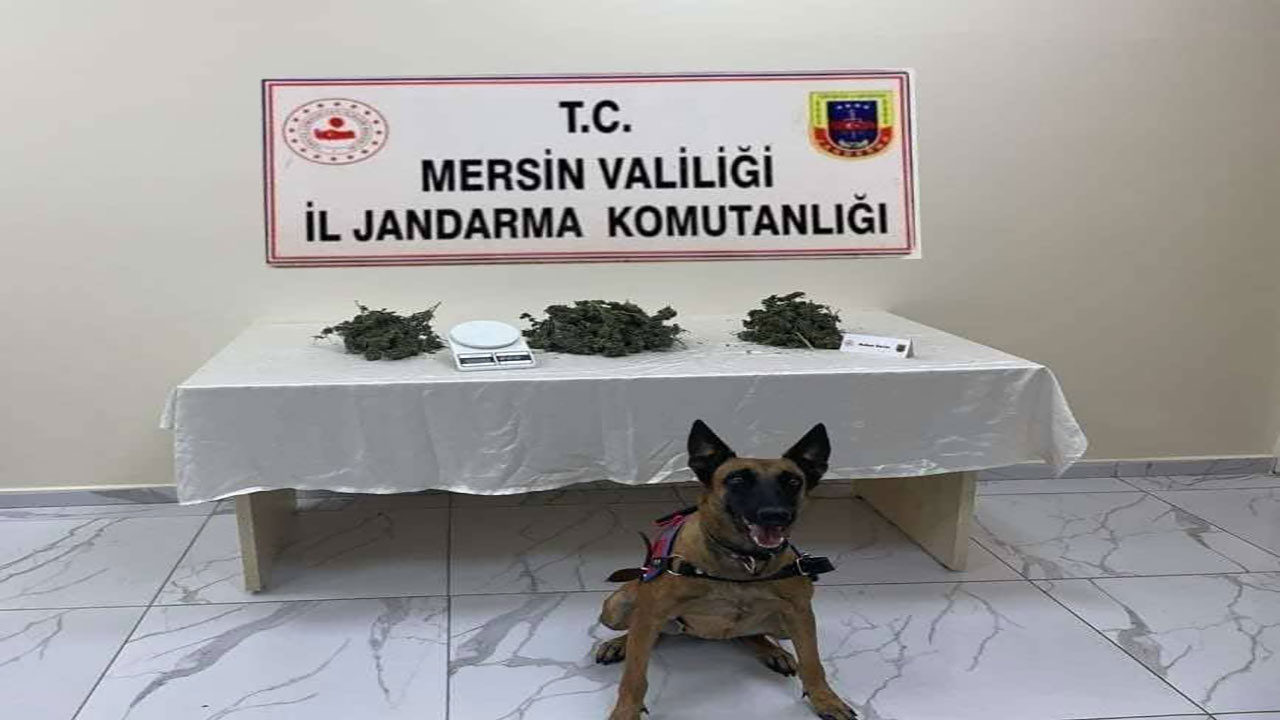 Mersin'de büyük uyuşturucu operasyonu! 510 kök kenevir bitkisi ele geçirildi