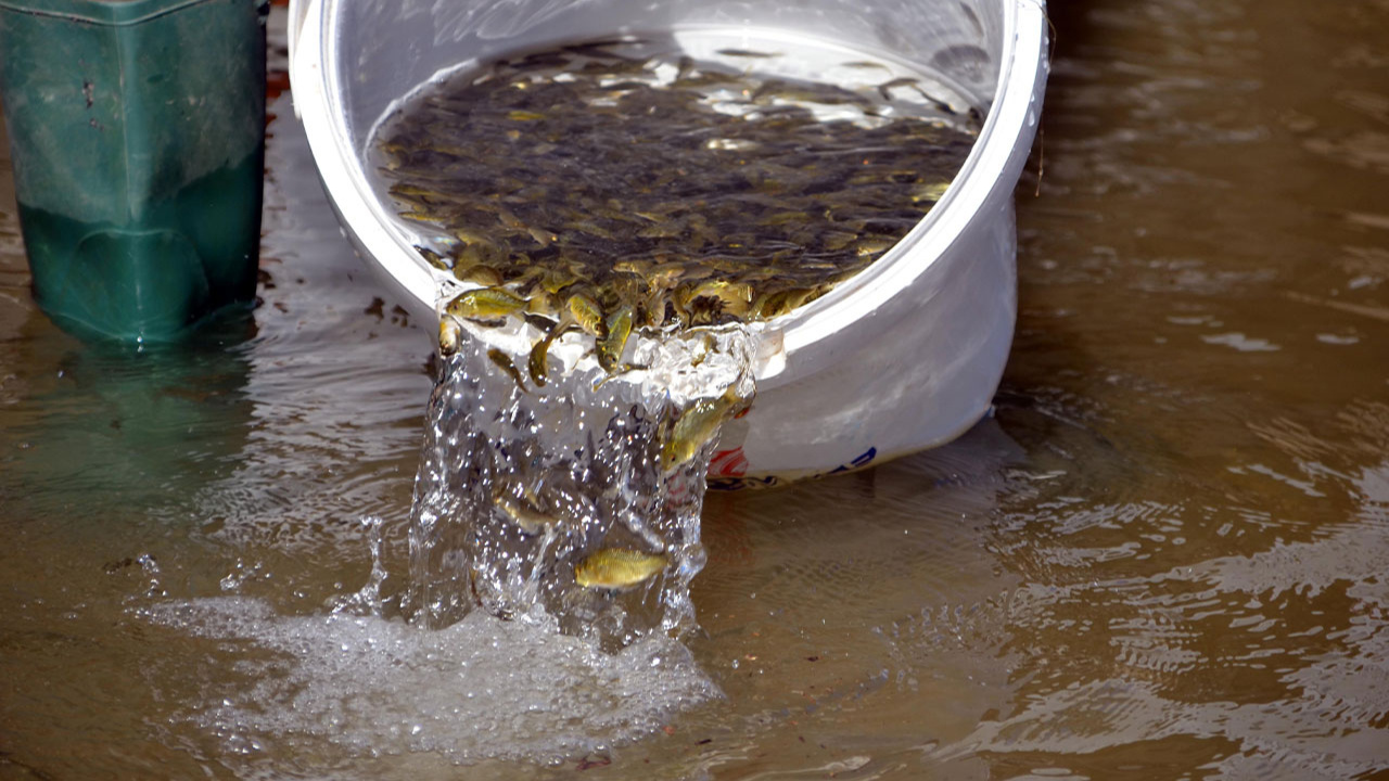 Muş'taki su kaynaklarına 3 milyon 500 bin sazan balığı yavrusu bırakıldı