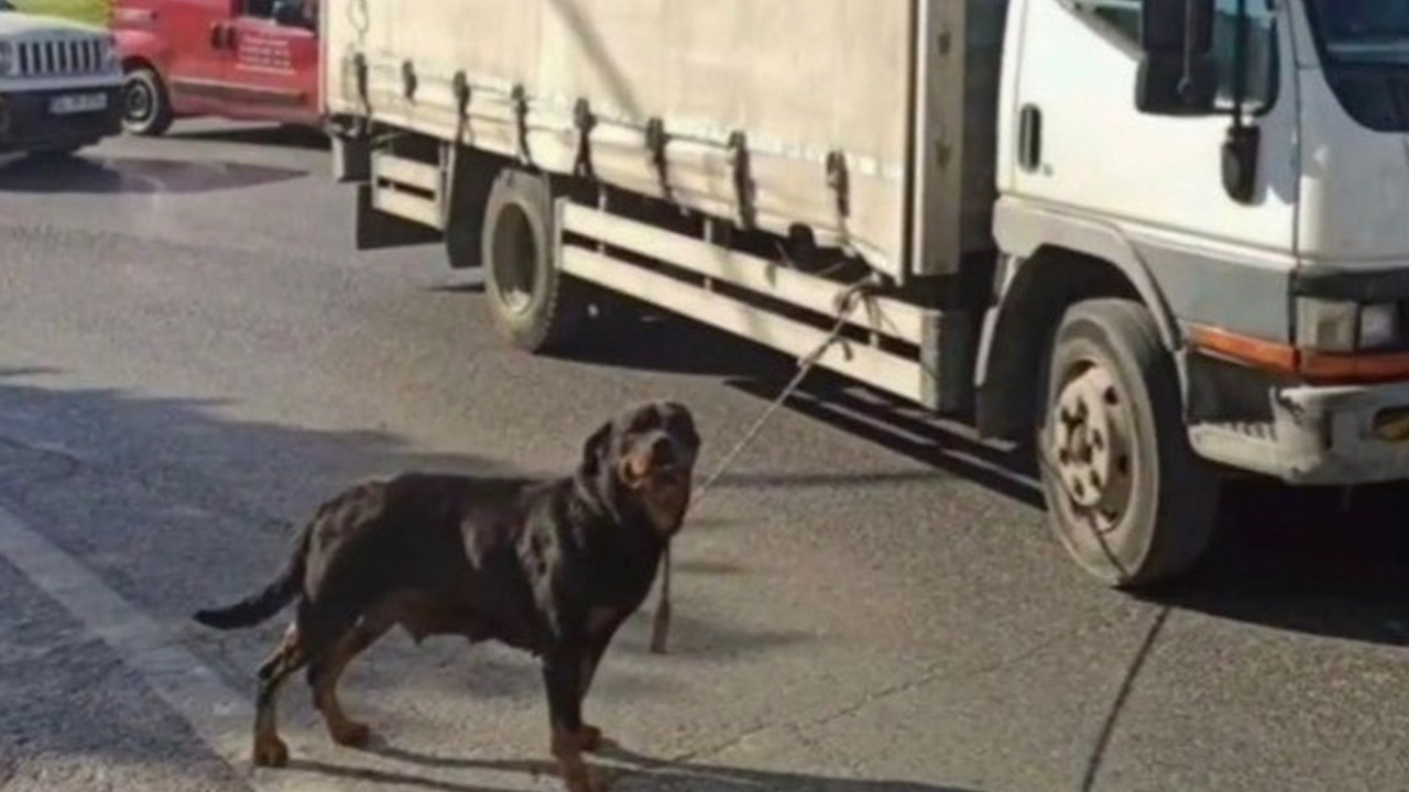 Köpeği kamyonete iple bağlayan şahıs kısa sürede yakalandı, para cezası kesildi