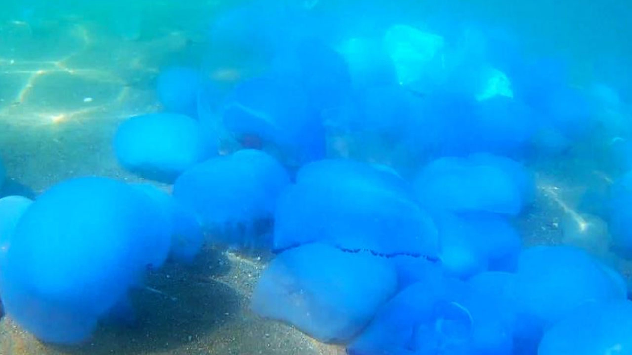 İzmir Foça’da denizanası istilası sürüyor! Su altı kamerasıyla görüntülendi
