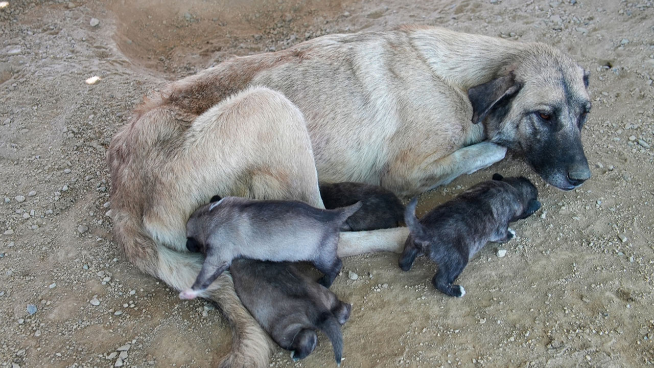 Mersin'de uçurumda mahsur kalan köpek ve 5 yavrusu kurtarıldı!