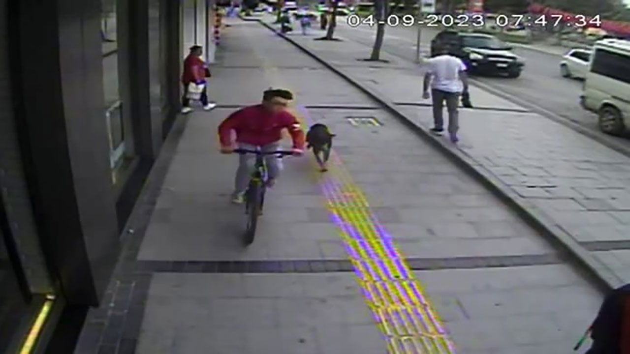 Sakarya'da sokak köpekleri dehşet saçtı! Köpeğin kovaladığı bisikletli yayaya çarptı
