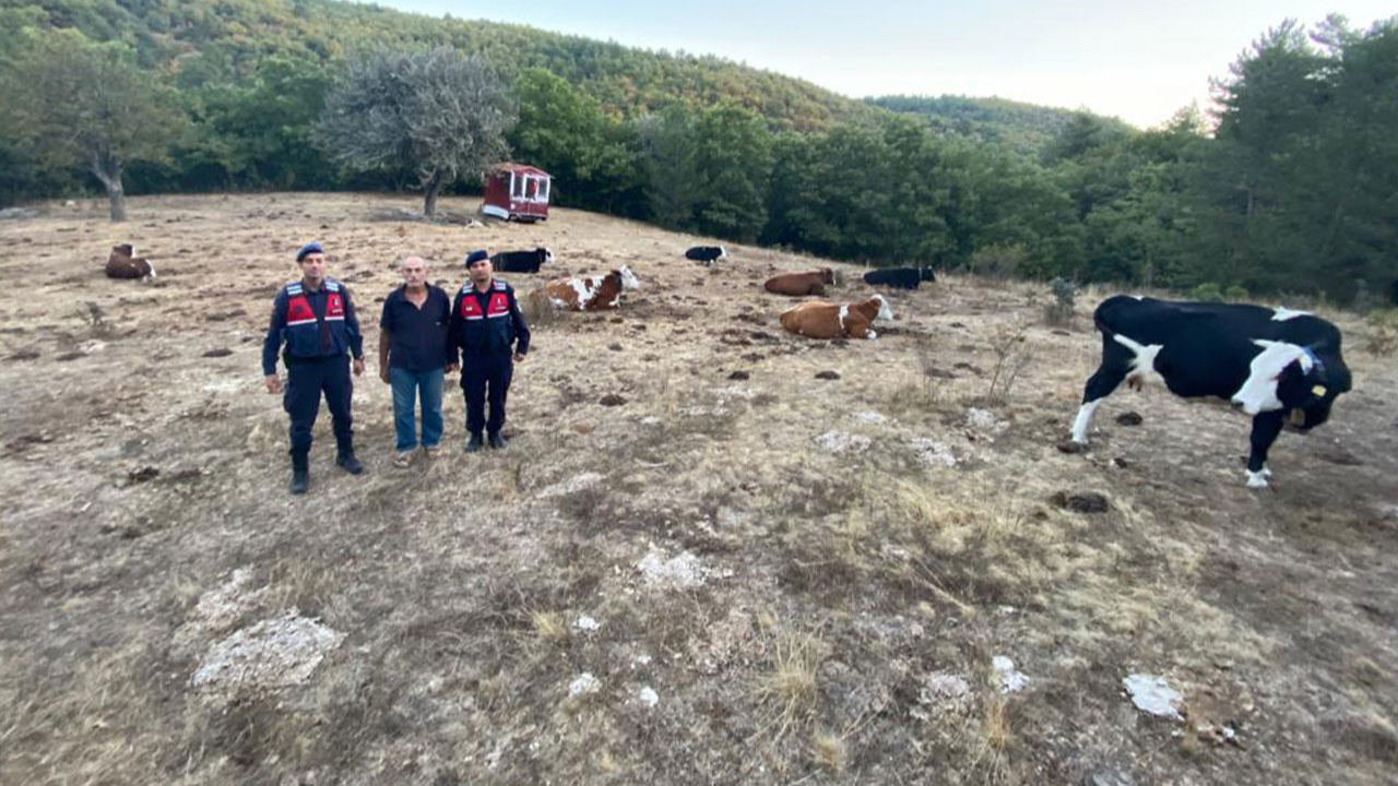 Eskişehir'de kaybolan büyükbaş hayvan sürüsü dronla bulundu