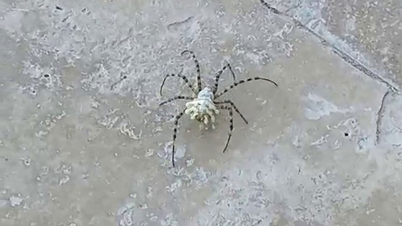 Dünyanın en zehirli örümceği bu defa Tokat'ta görüldü!