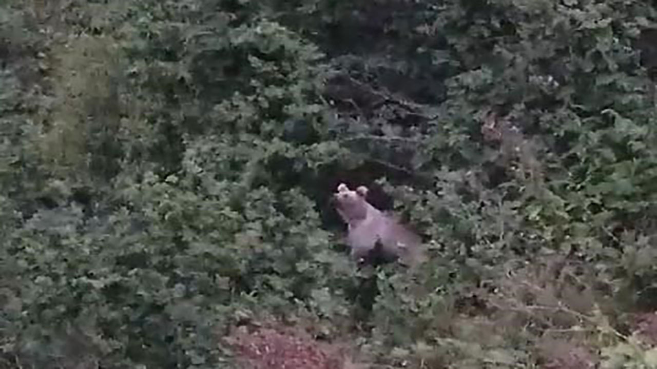 Rize'de bahçeye giren ayılar fındık keyfi yaptı! Bahçe sahibi kameraya çekerken ayılara seslendi