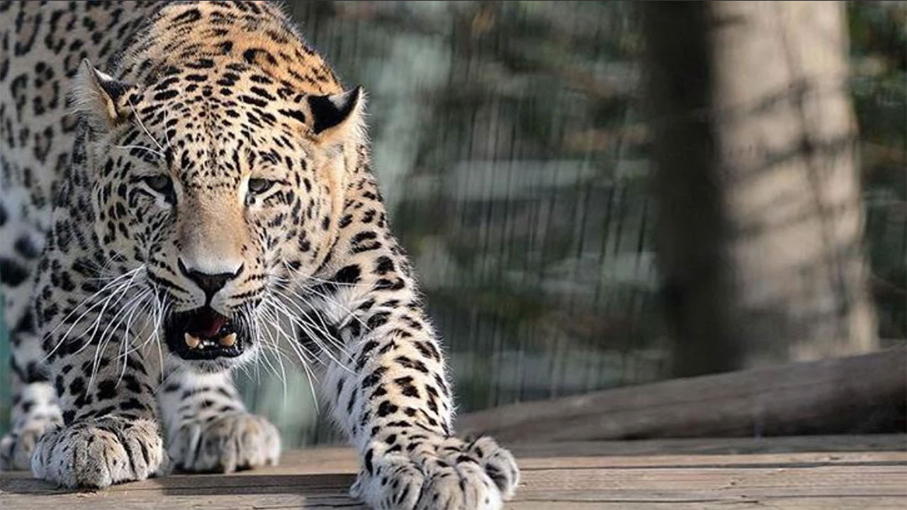 Pakistan'da leopar dehşeti! Pazara inen leopar 2 kişiyi yaraladı