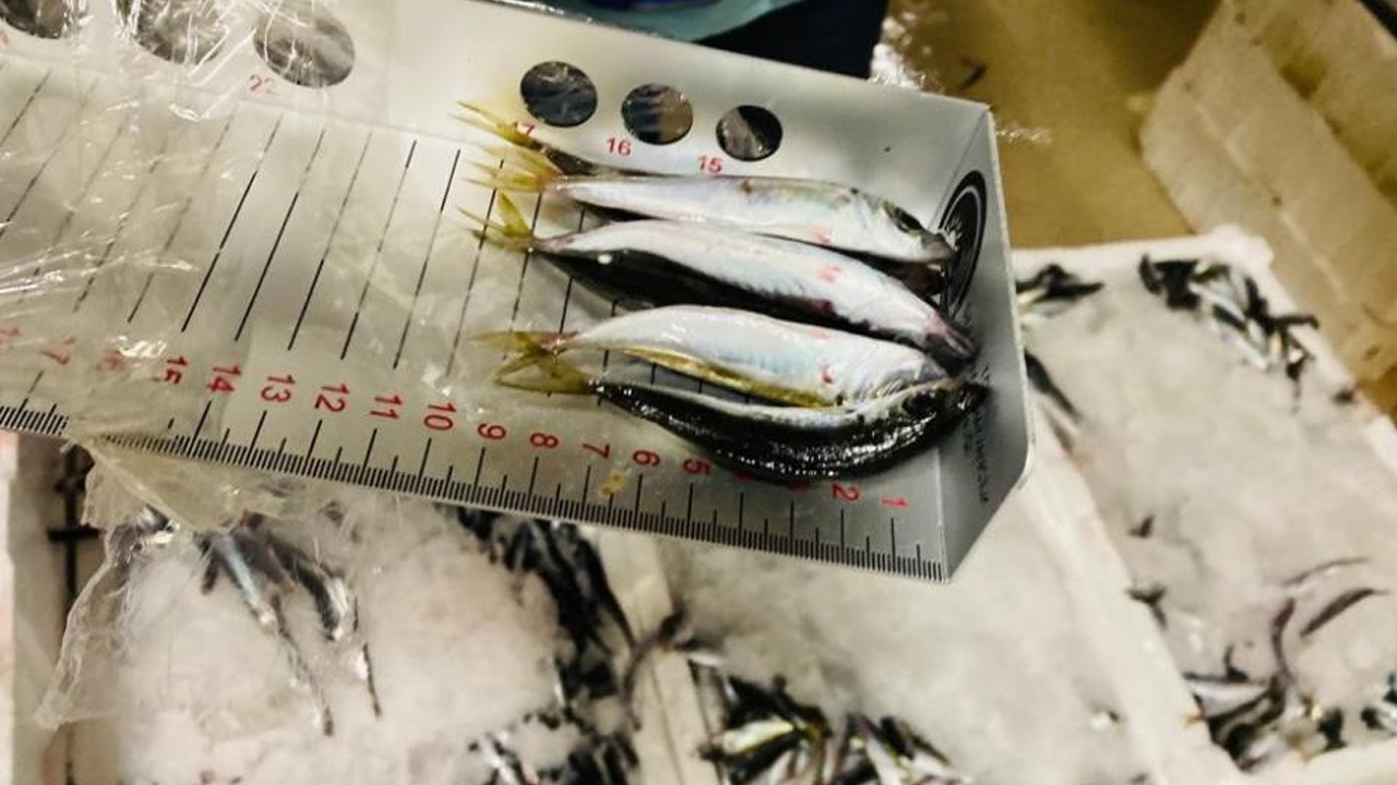 İstanbul'da 3 ton istavrit balığına el konuldu, 6 kişiye ceza yağdı