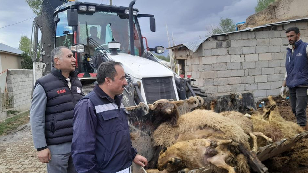 Van'da ahırda korkunç manzara! 130 koyun telef olmuş halde bulundu