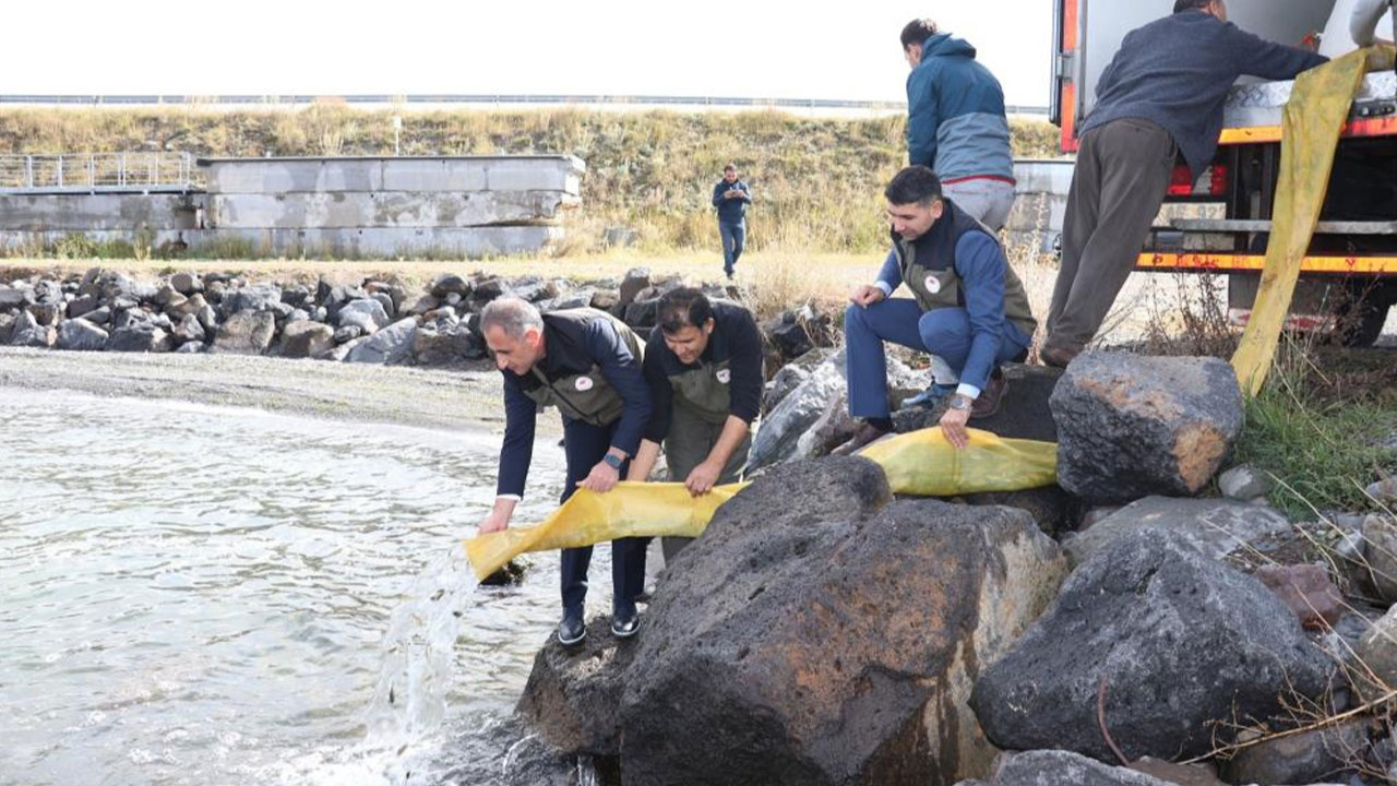 Kars’ta göllere 520 bin yavru balık bırakıldı!