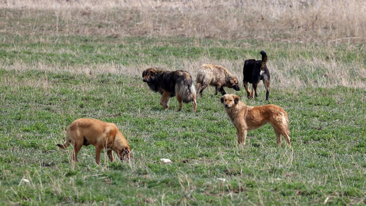 Yalova'da sahipsiz köpekler sürüye saldırdı! 10 koyun telef oldu!