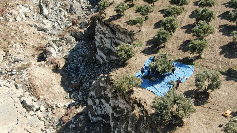 Zeytin bahçesinde korkutan hasat ölümle burun buruna çalışıyorlar