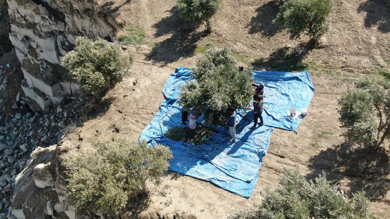 Zeytin bahçesinde korkutan hasat ölümle burun buruna çalışıyorlar