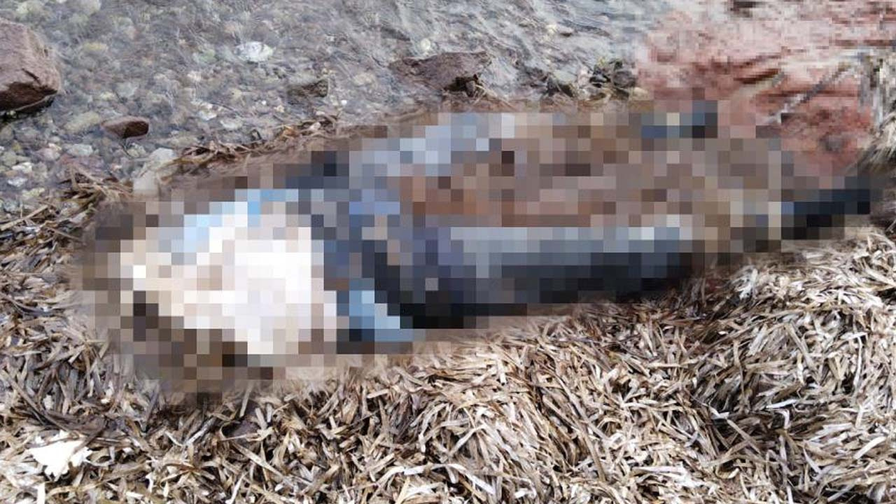 Muğla'da sahilde korkunç görüntü! Belden yukarısı olmayan kadın cesedi bulundu