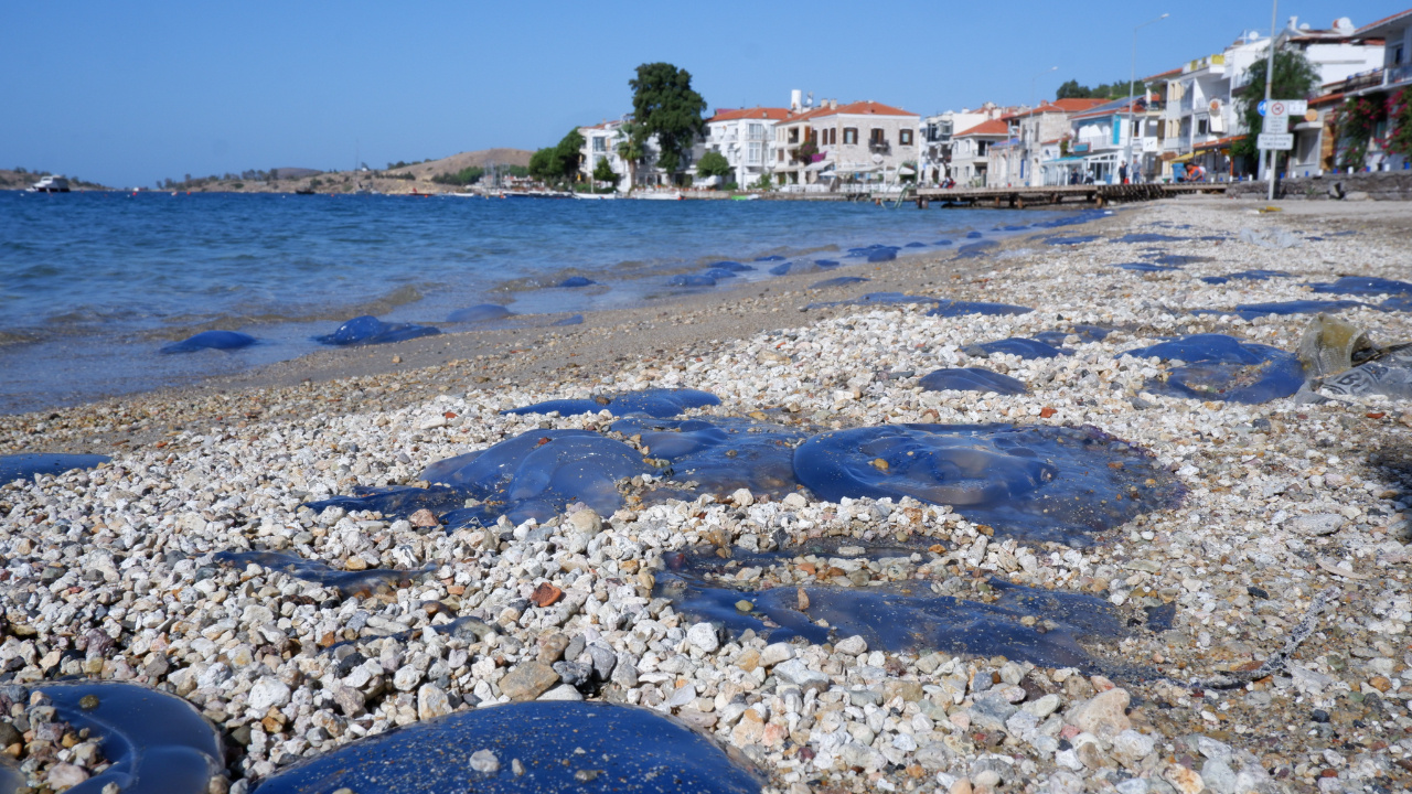 İzmir Foça'da denizanası istilası, vatandaşlar tedirgin oldu