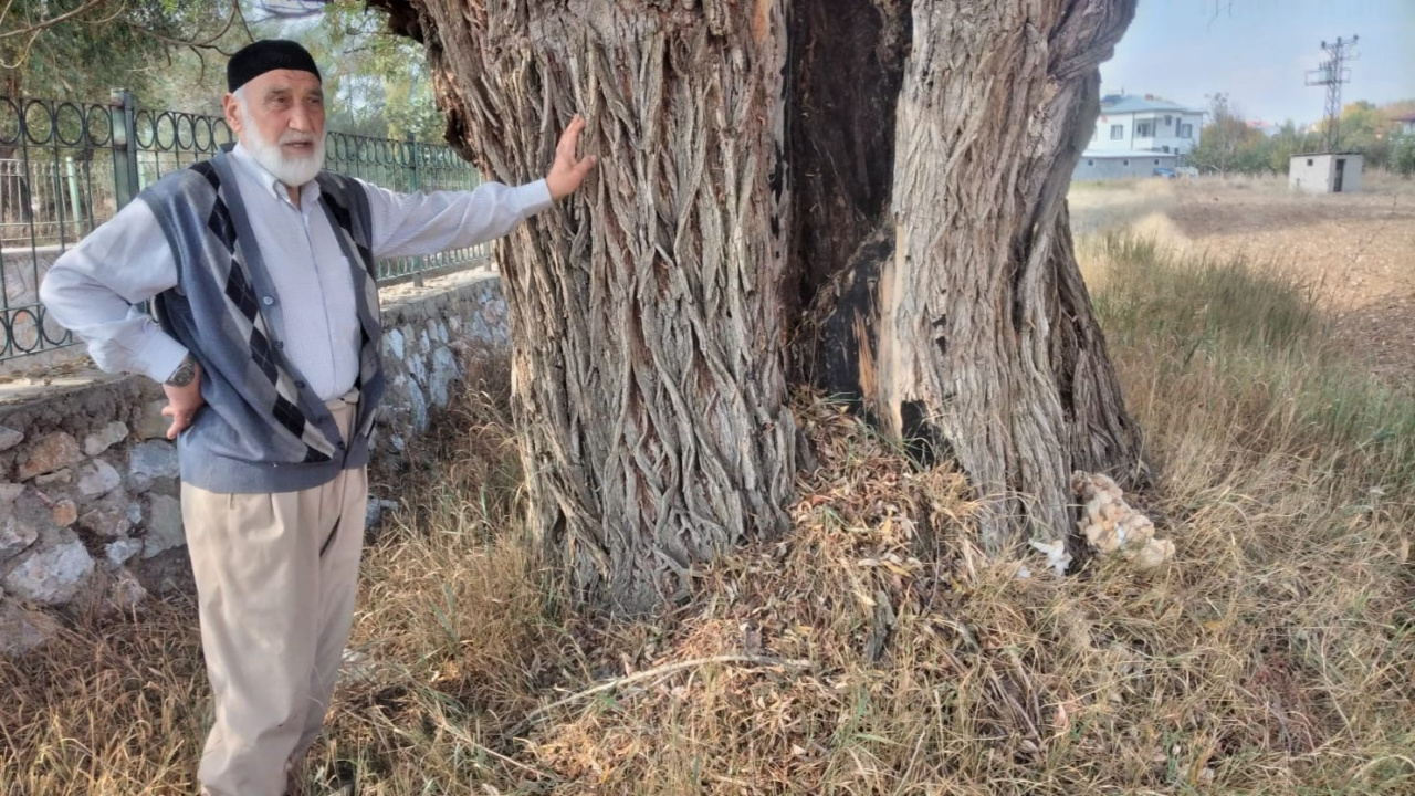 Kahramanmaraş'ta 250 yıllık söğüt ağacı halen ayakta duruyor