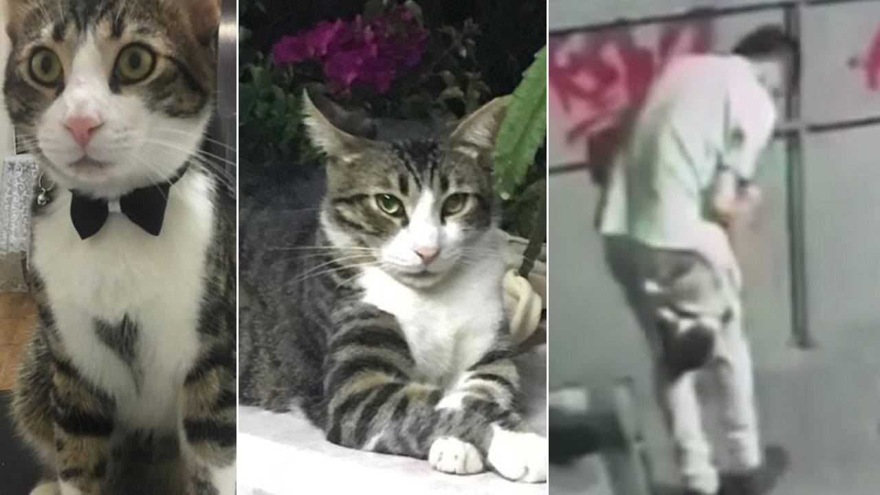 İstanbul’da sokaktan poşetle götürdüğü kediyi tekmeleyerek ölümüne neden olan şüpheli tutuklandı