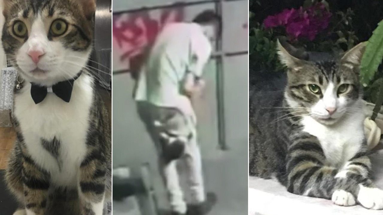 Sahipli kediyi poşete koyup kaçırdı tekmeleyerek öldürdü! Bursa'da kedi katili tutuklandı