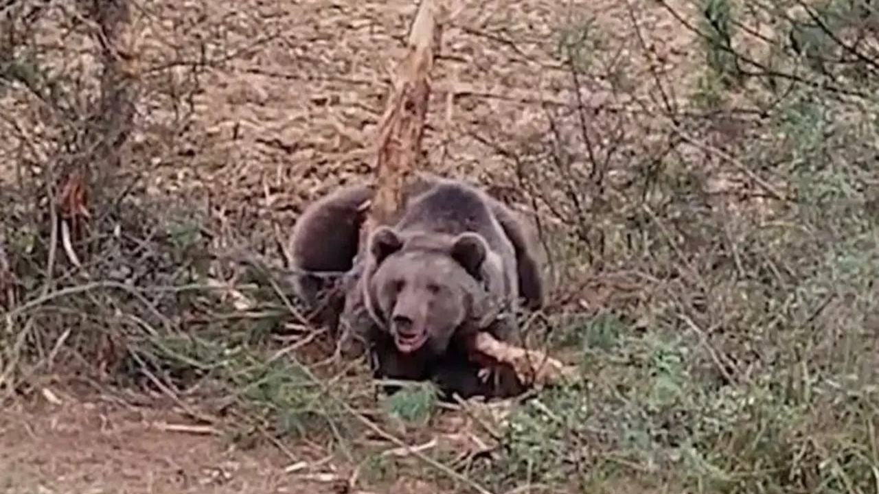 Bolu'da tellere takılan ayı, kurtarma ekibine saldırdı
