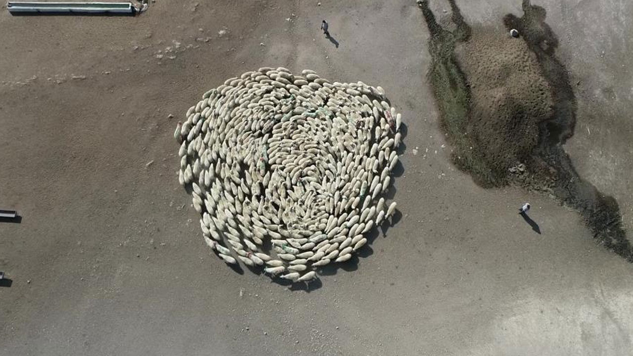 Amasya'da koyun sürüsü durmadan döndü! Görüntüler Çin'deki gizemli olayı akıllara getirdi