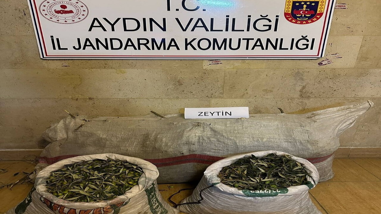 Aydın’ın Germencik ilçesinde 150 kilogram zeytin çalan hırsızlar yakalandı