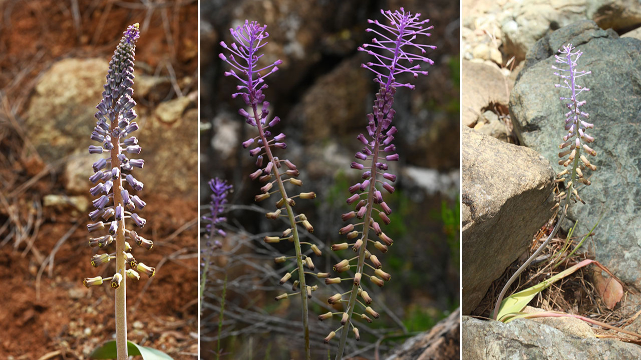 Muğla'daki yeni endemik bitki türüne "Balan Sümbülü" ismi verildi