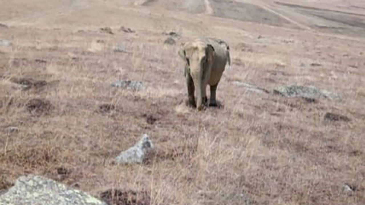 Ardahan'da 'fil' alarmı! Çobanın sosyal medyadan paylaştığı fil fotoğrafı ortalığı karıştırdı