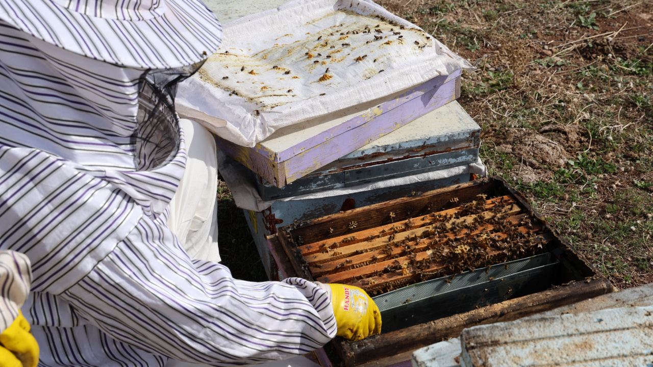 Diyarbakır’da arıların uykusu başladı, straforla kışa hazırlanıyorlar