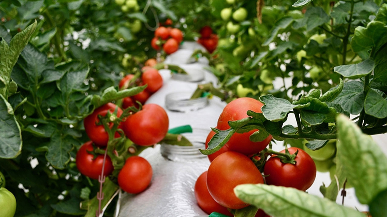 Organik ve iyi tarım uygulamalarına sağlanan destek 2,1 milyar lirayı buldu