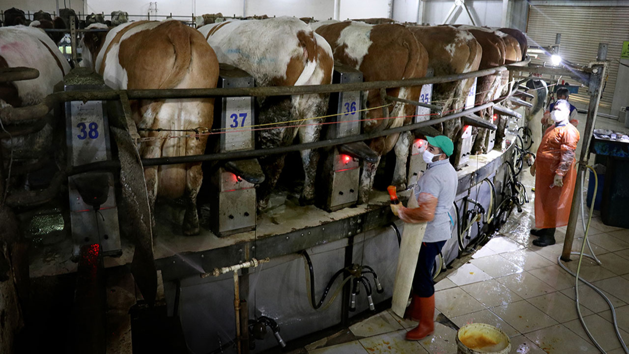 TİGEM, ihaleyle 65 bin 835 ton inek sütü satacak!