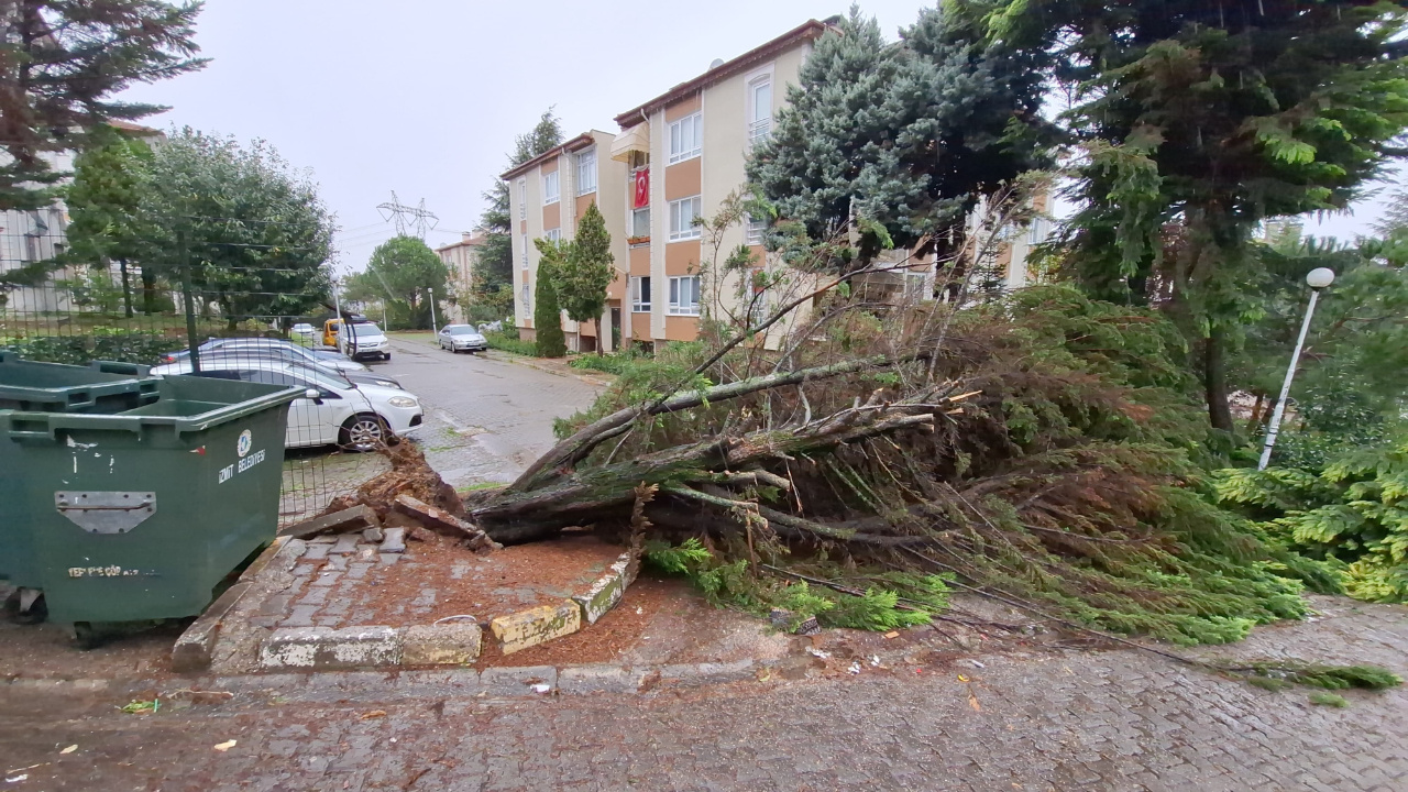 Meteoroloji uyarmıştı, Kocaeli'de şiddetli fırtına sebebiyle ağaçlar devrildi