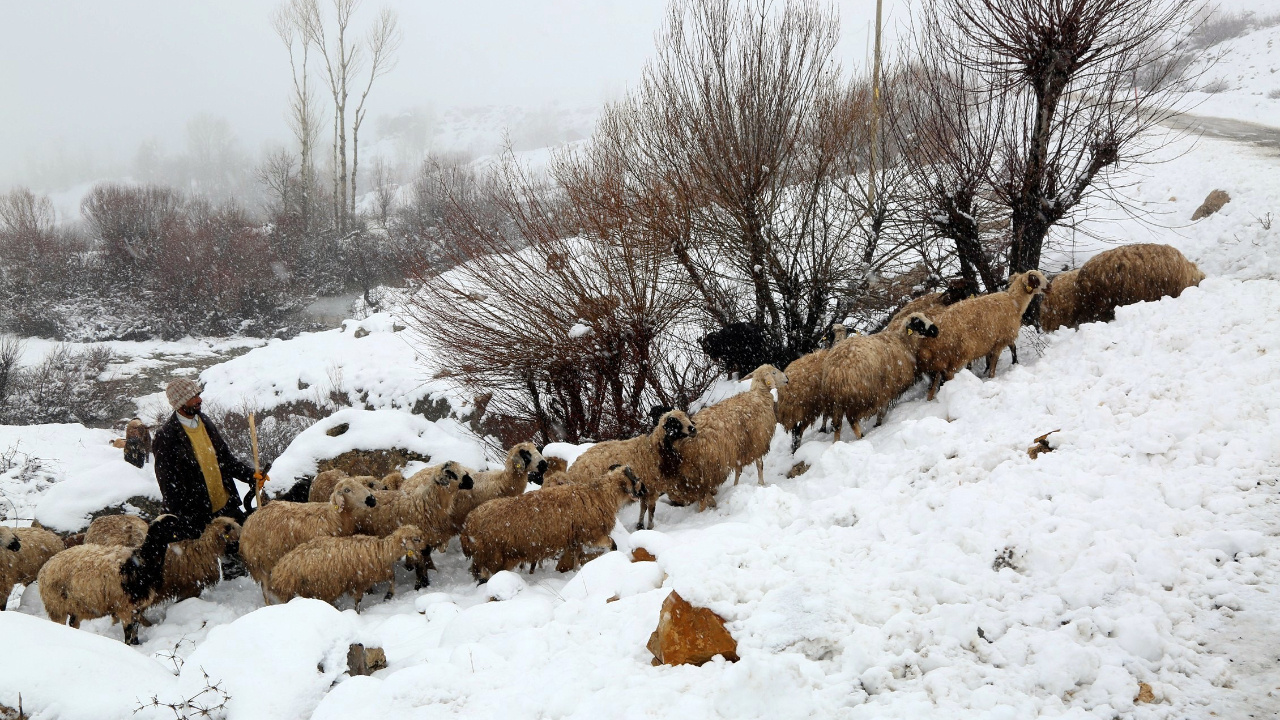 Erzincan’da koyun sürüsü ve çoban tipiye yakalandı