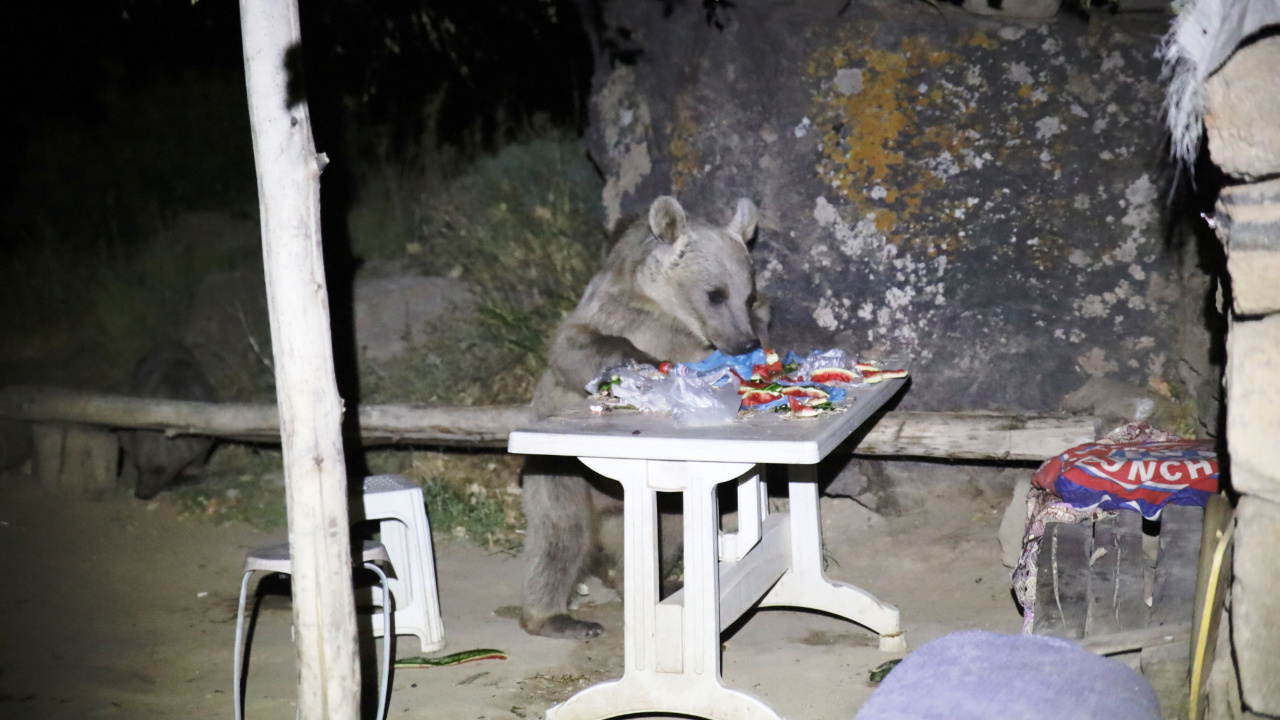Bitlis’te piknik keyfi kabusa dönüştü ayı sofrayı bastı araca kendilerini zor attılar