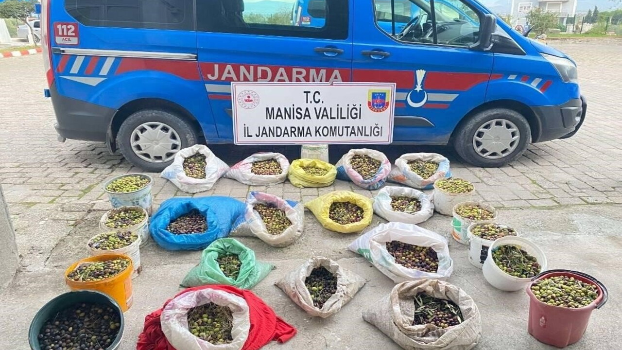 Zeytin hırsızları jandarma tarafında Manisa'da yakalandı