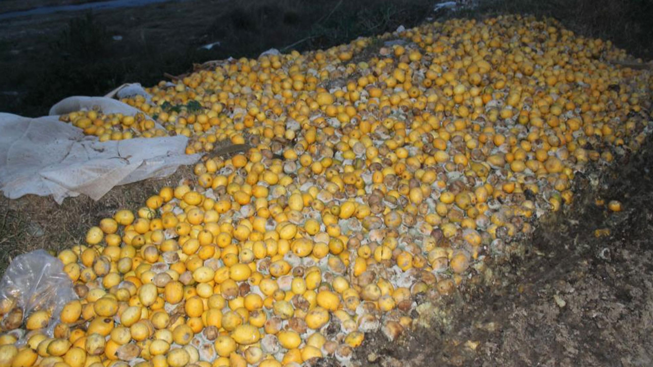 Yazık, günah! Adana'da tonlarca limon dere yatağına döküldü!