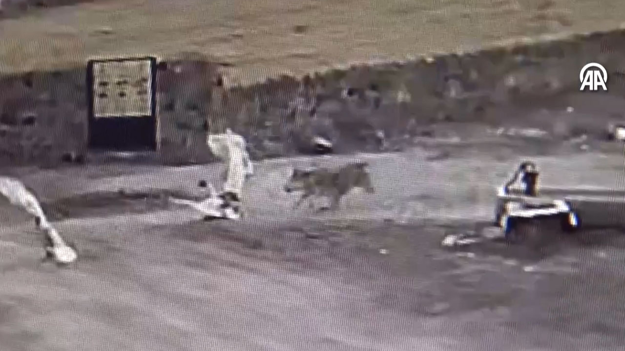Kars'ta aç kaldığı için köye inen kurdun kazlara saldırısı kamerada