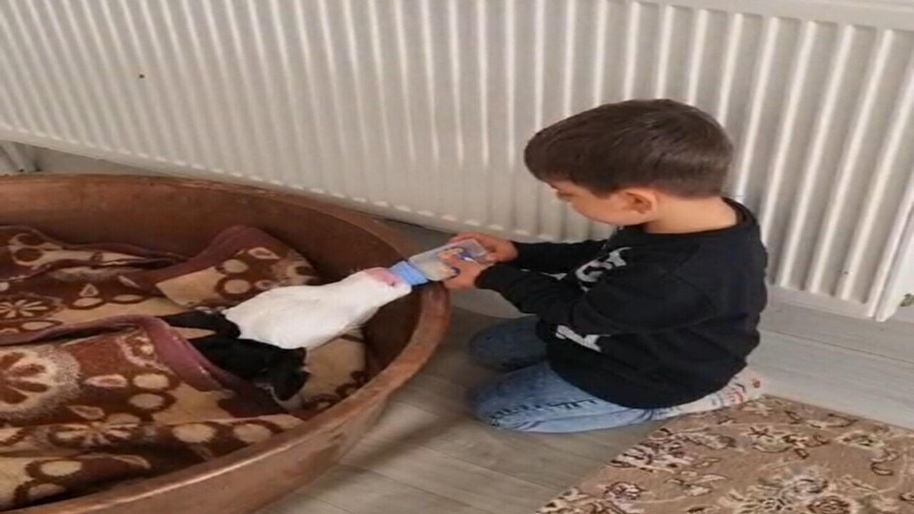 Tokat'ta buzağıyı biberonla besleyen çocuk yürekleri ısıttı