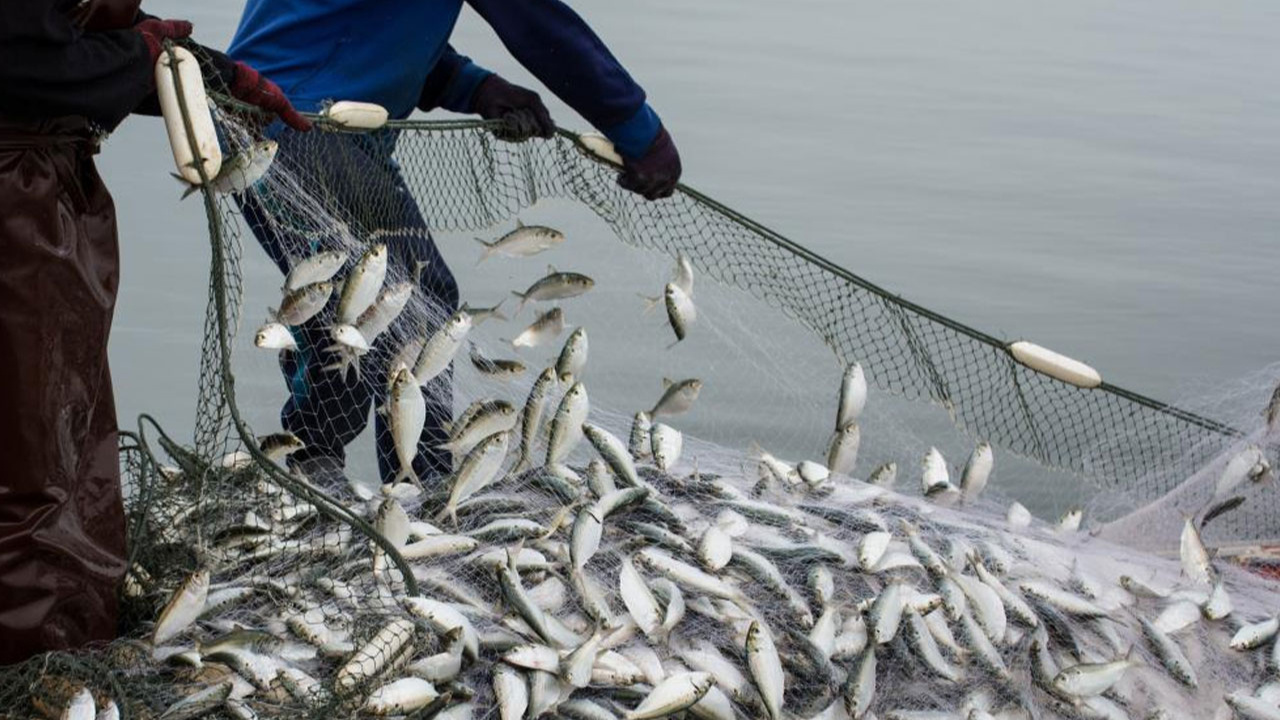 Egeli balıkçıların 11 aylık ihracatı 1 milyar doları aştı!