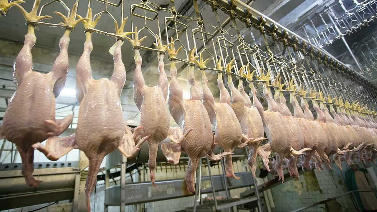 Türkiye'de tavuk eti üretimi tüketime bağlı olarak yüzde 1,4 arttı