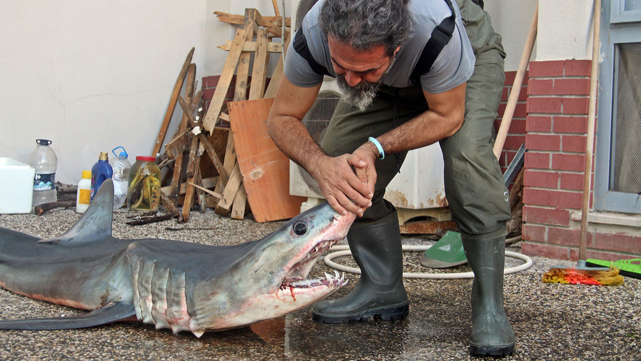 Mersin'de kısa yüzgeçli köpek balığı kıyıya vurdu!