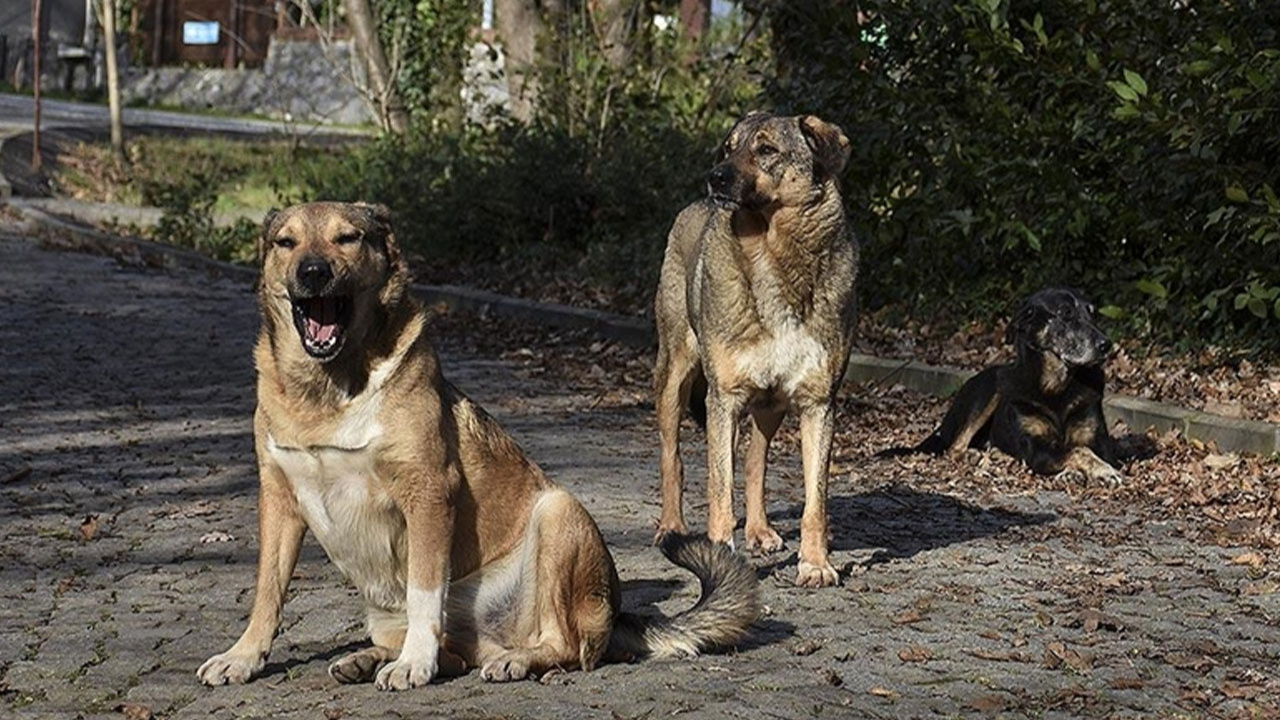 İstanbul'da Arnavutköy'e terk edilen köpekler korku salıyor!