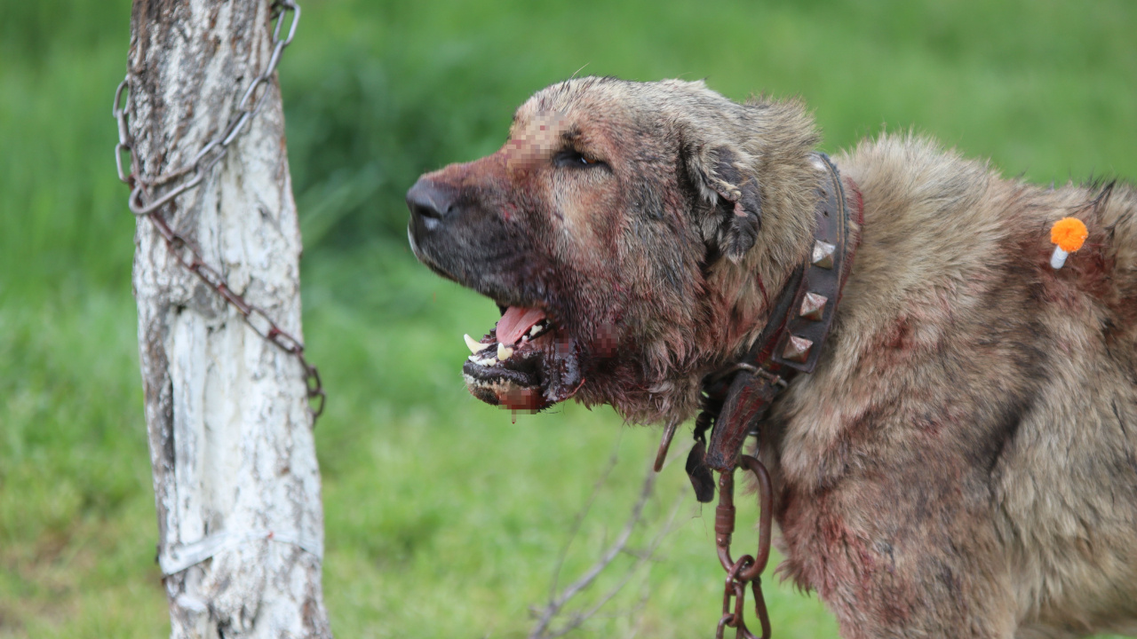 Kasıtlı tahrik edilen köpek ‘silahla tehdit’ suçu oluşturuyor