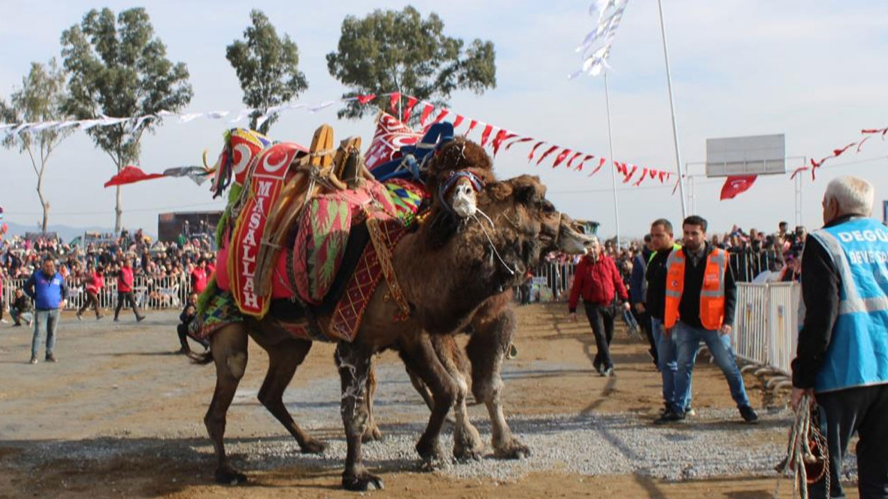 Yılın ilk deve güreşi Aydın'da yapıldı!
